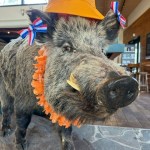 Wild zwijn koningsdag