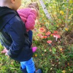 paddenstoelensafari met natuurgids