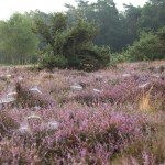 021 Heide bloei Markelo