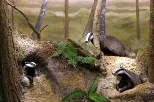 Afbeelding das, voor bij tekstje gezondheid en natuur