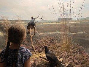 Kind bij diorama korhoenders, vrij van recht te gebruiken